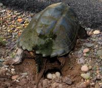 Turtle Laying Eggs