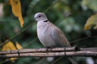 Dove in Brugge