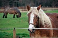 Horses in the Field