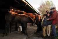 Family & Suckling Foal